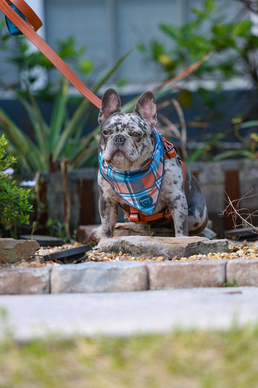 French bulldog hot sale strap harness