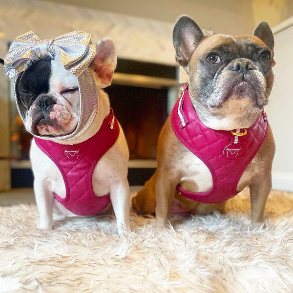 Frenchiestore Pet Head Bow | Metalic Silver