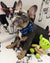 كلب Frenchiestore ربطة عنق | الطفل ، Frenchie Dog ، منتجات الحيوانات الأليفة الفرنسية البلدغ