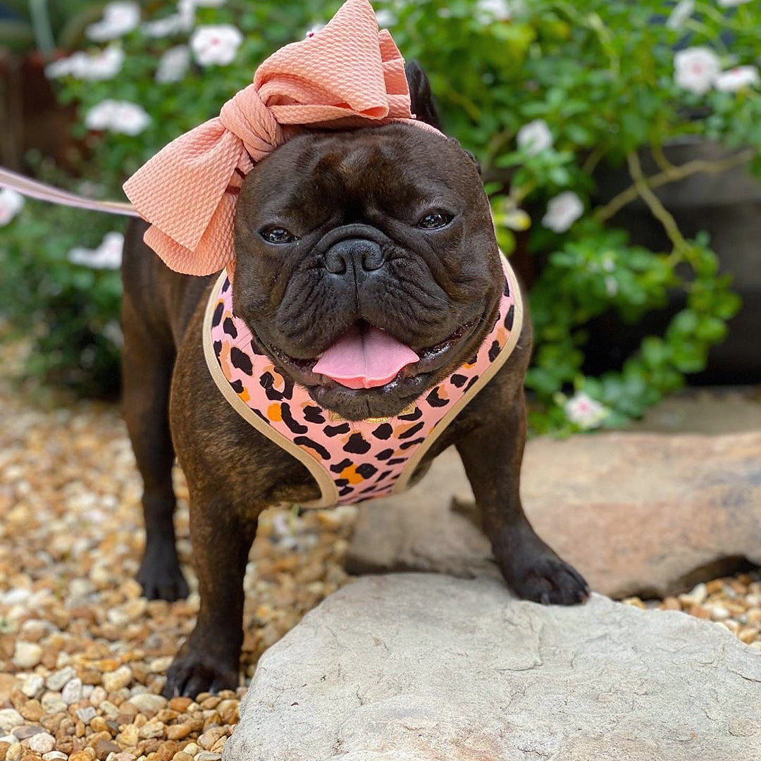 Frenchie bow hot sale tie