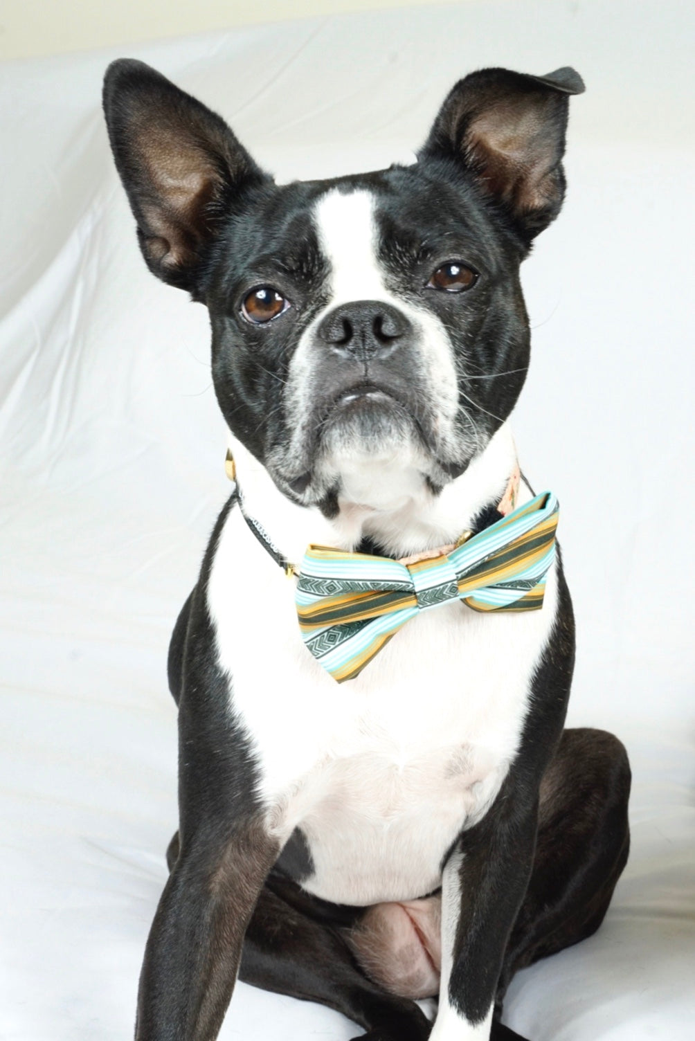 Frenchiestore Pet Bowtie |  Livin&#39; La Vida Frenchie, Frenchie Dog, French Bulldog pet products