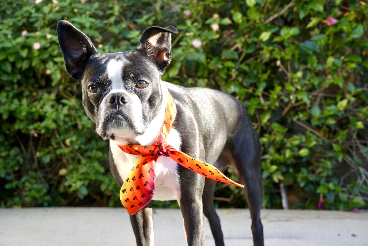 Dog Bandana | Reversible | Handmade Dog Scarf | Stylish Dog Accessory | Pet Gifts | Tie On Bandana | California Dreamin' authentic | Absurd Design