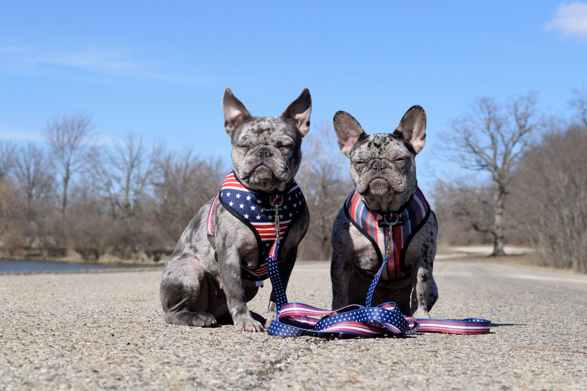 Frenchiestore Luxury Leash | All American, Frenchie Dog, French Bulldog pet products