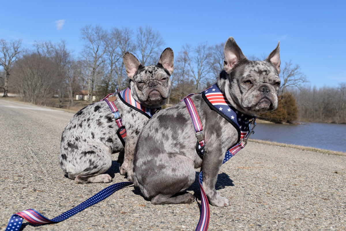 Frenchiestore Luxury Leash | All American, Frenchie Dog, French Bulldog pet products