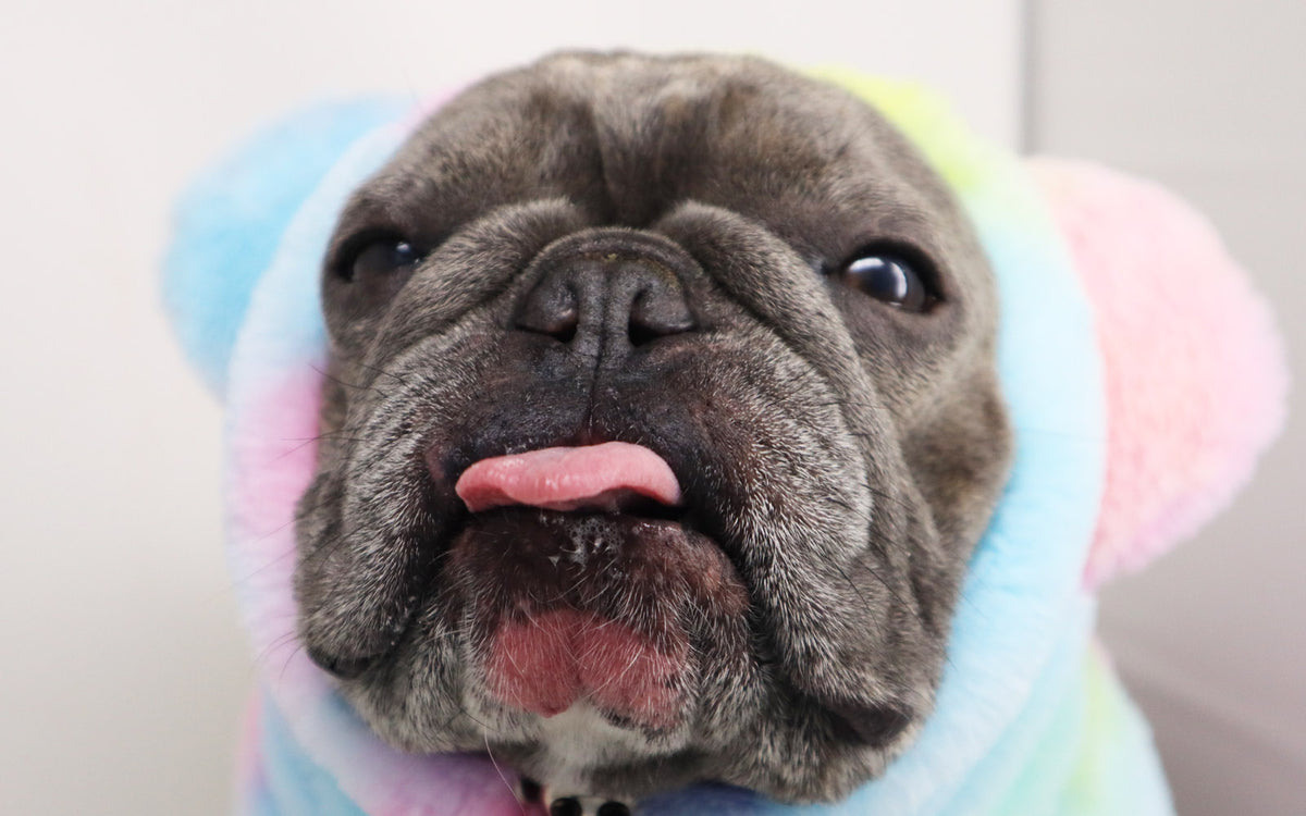 Frenchiestore Organic Dog Frenchie Ear Warmers | Unicorn, Frenchie Dog, French Bulldog pet products