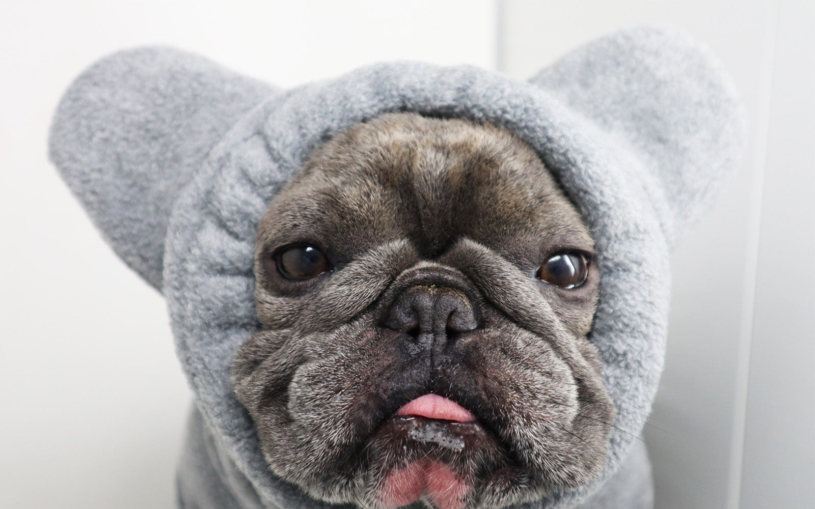 Ear Warmers Bundle Boys | Frenchiestore, Frenchie Dog, French Bulldog pet products
