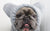 Bundle Scaldaorecchi Ragazzi | Frenchiestore, Frenchie Dog, prodotti per animali domestici Bulldog francese