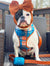 Подпружиненный комплект | Frenchiestore, Frenchie Dog, товары для домашних животных французского бульдога