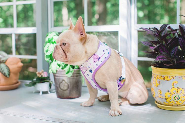 FiFi Clover Harness – My Perfect Mood