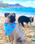 Frenchiestore Dog Cooling Bandana |  Mermazing, Frenchie Dog, French Bulldog pet products
