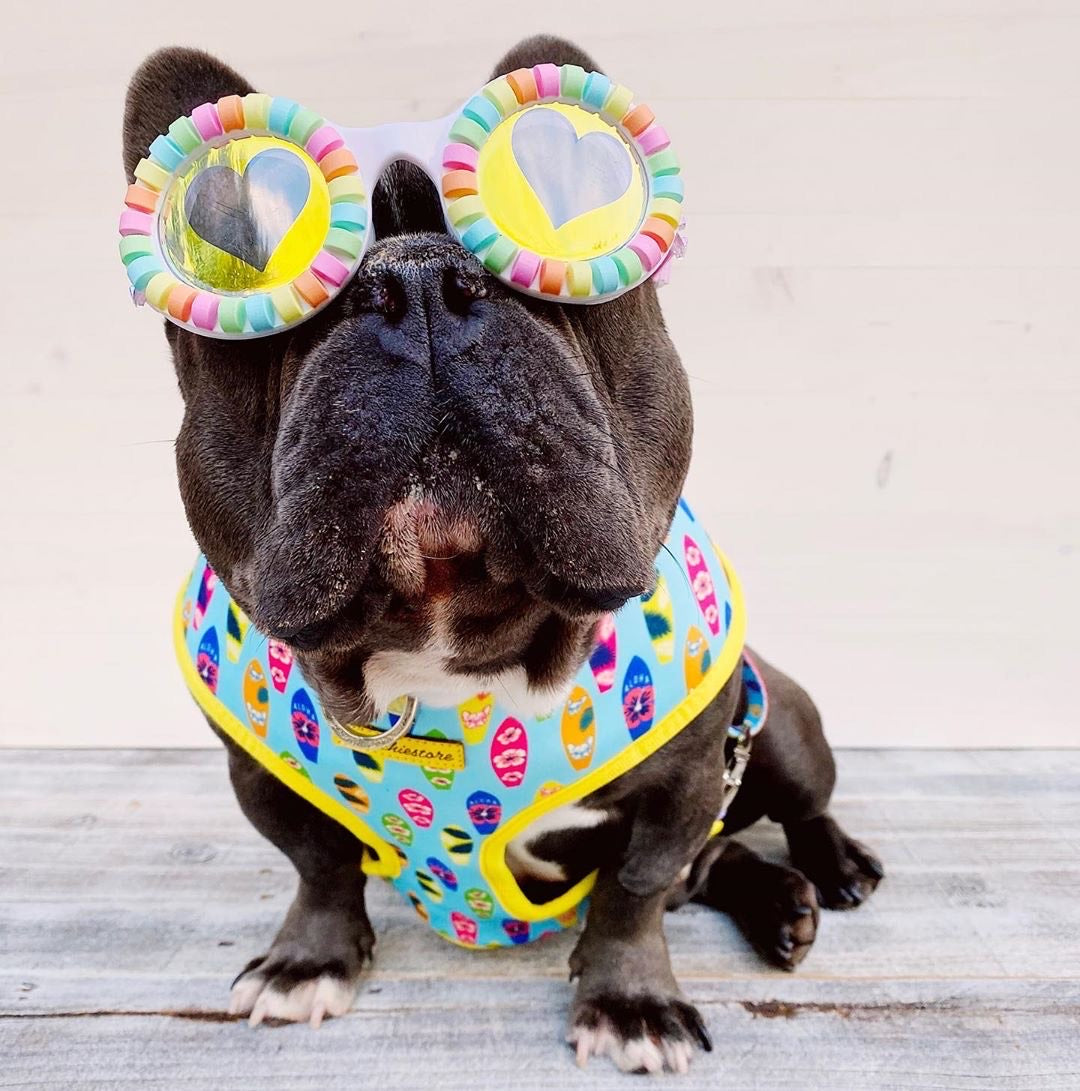 Frenchiestore Reversible Dog Health Harness | California Dreamin&#39;, Frenchie Dog, French Bulldog pet products