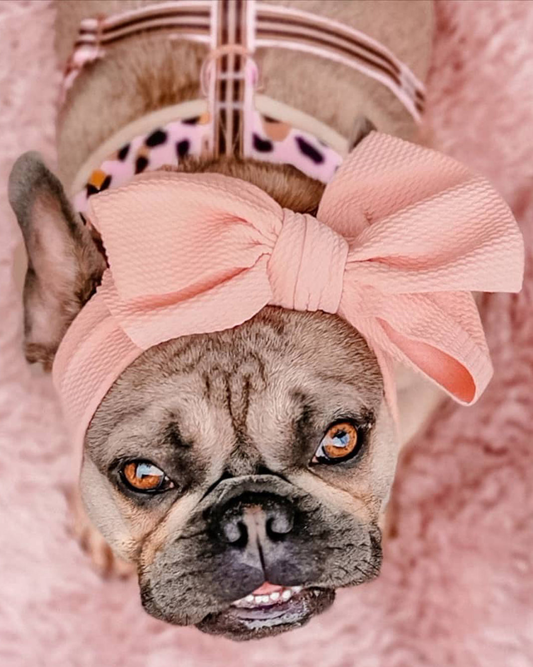 Bows for best sale french bulldogs