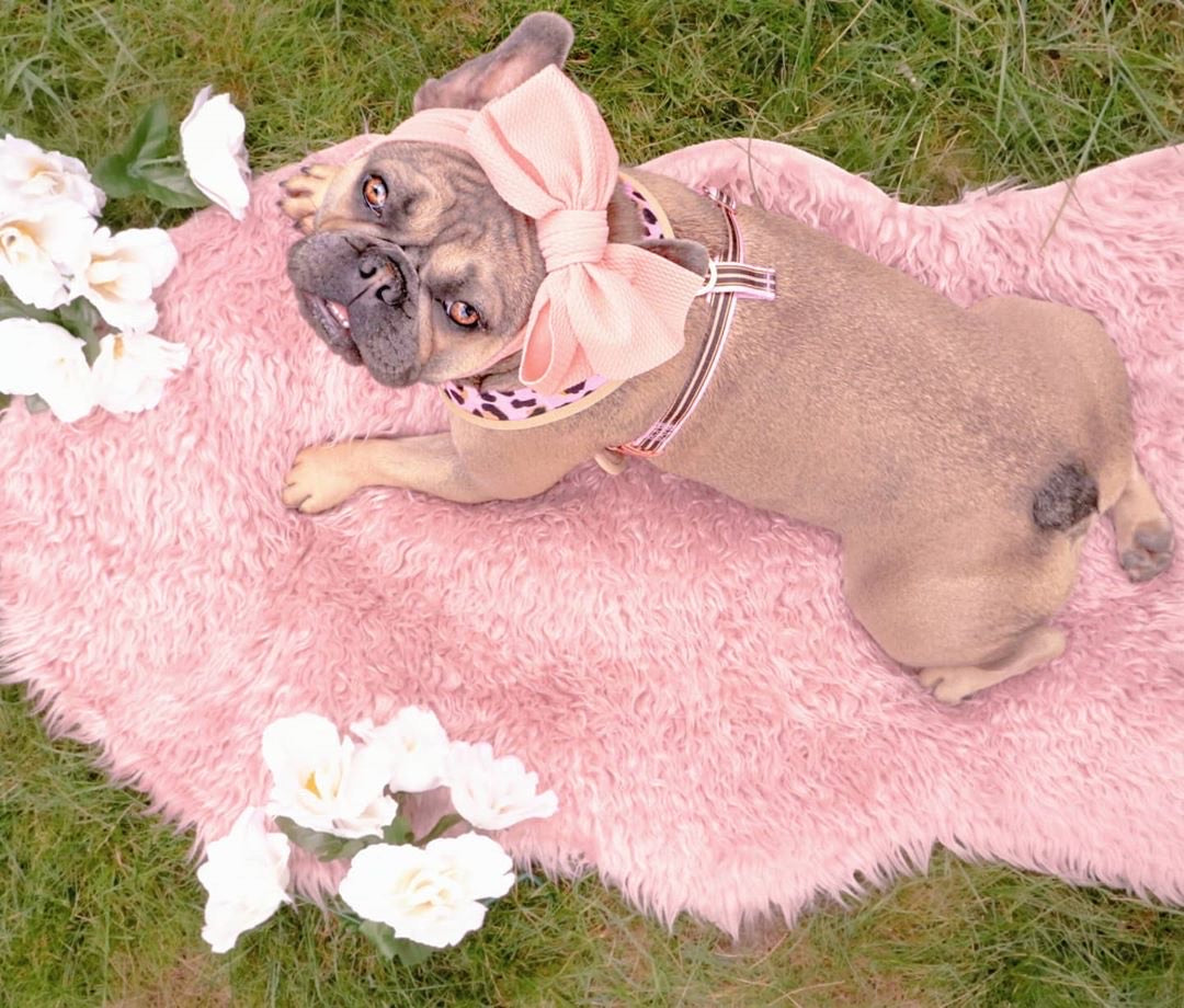 Frenchiestore Pet Head Bow | Tan, Frenchie Dog, French Bulldog pet products