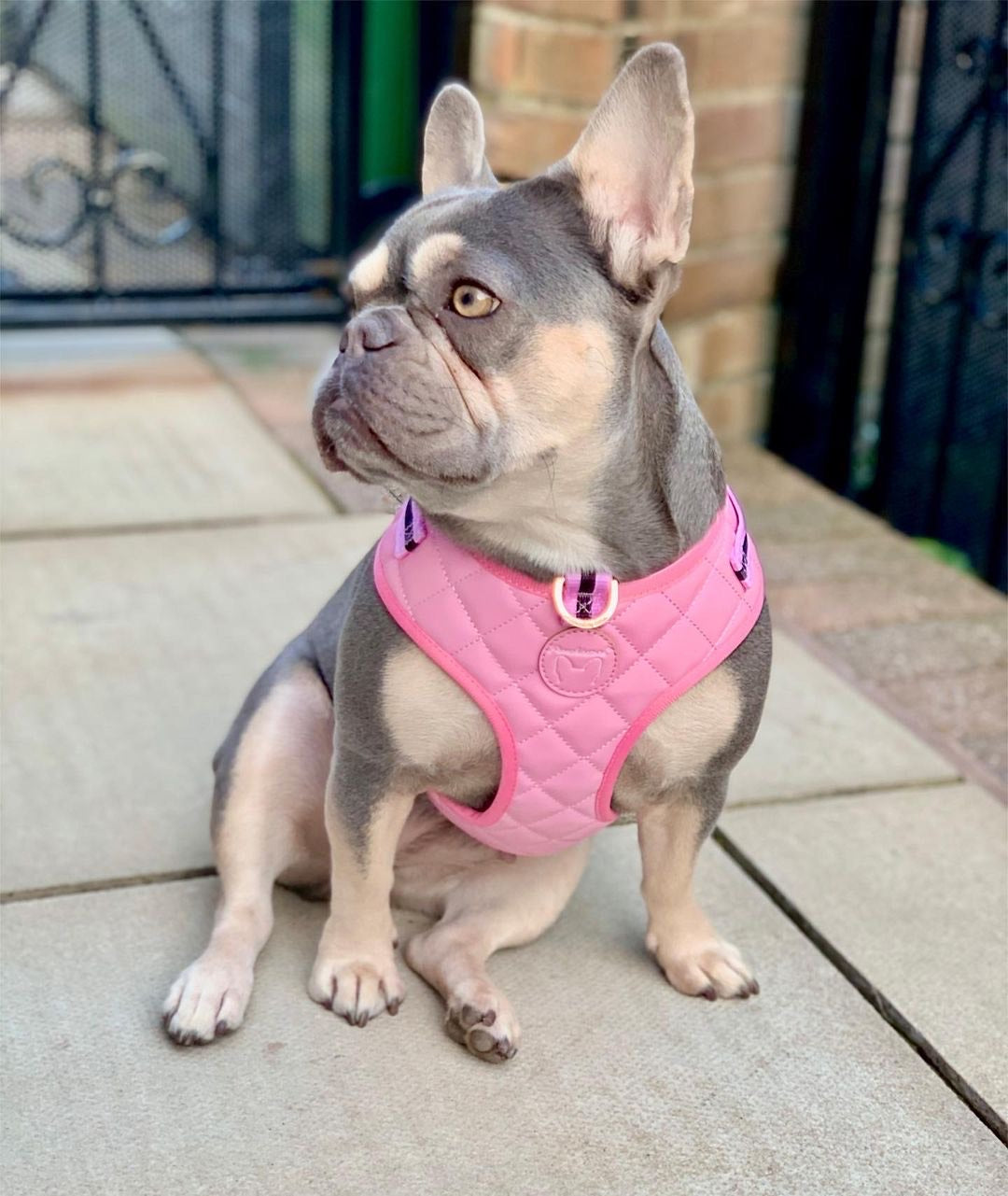 Frenchiestore Neck Adjustable Vegan Leather Health Harness | Pink Varsity, Frenchie Dog, French Bulldog pet products