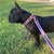 Frenchiestore Breakaway Hundehalsband | Pink Varsity, Frenchie Dog, Haustierprodukte der französischen Bulldogge