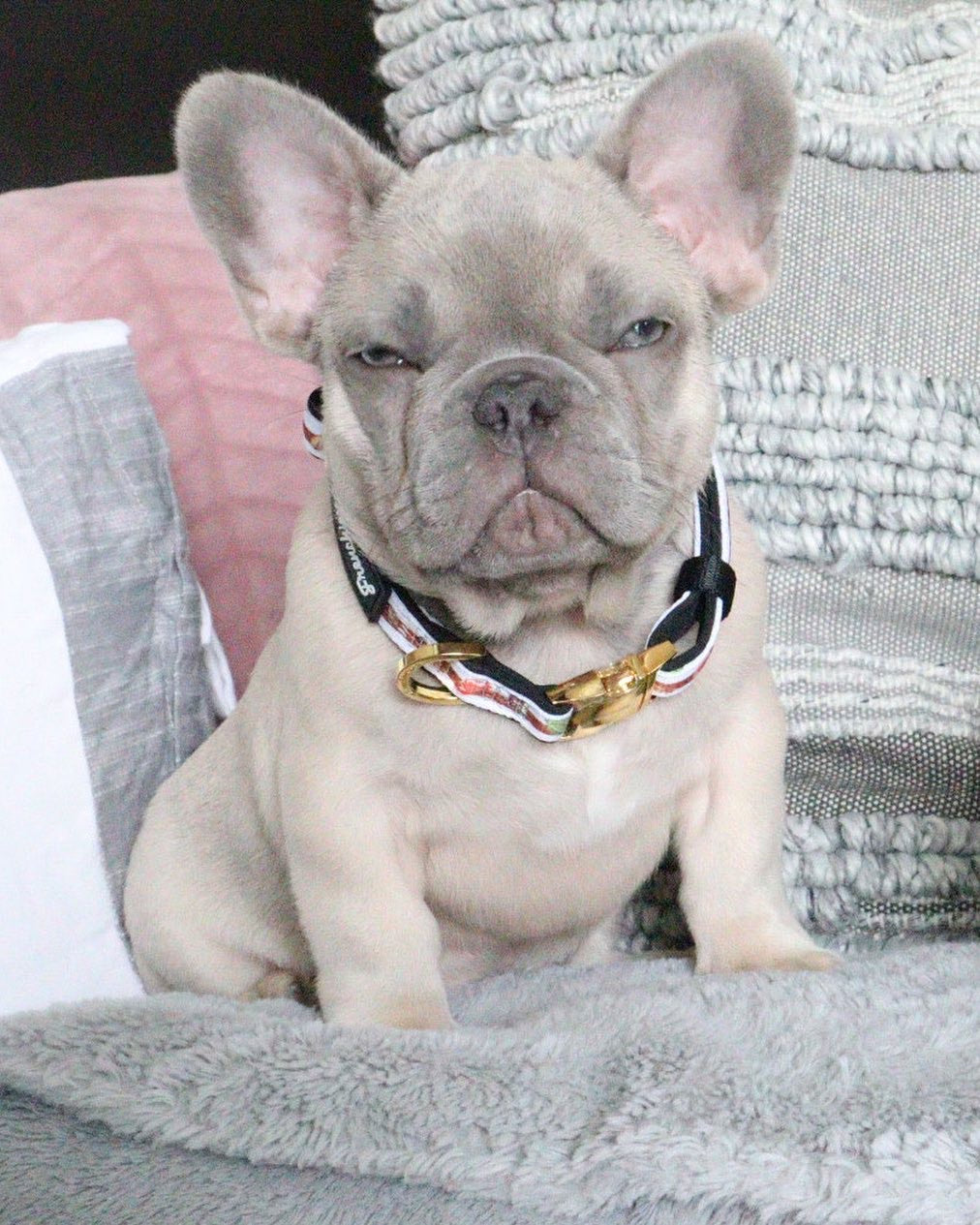 Frenchiestore Breakaway Dog Collar | Game, Frenchie Dog, French Bulldog pet products