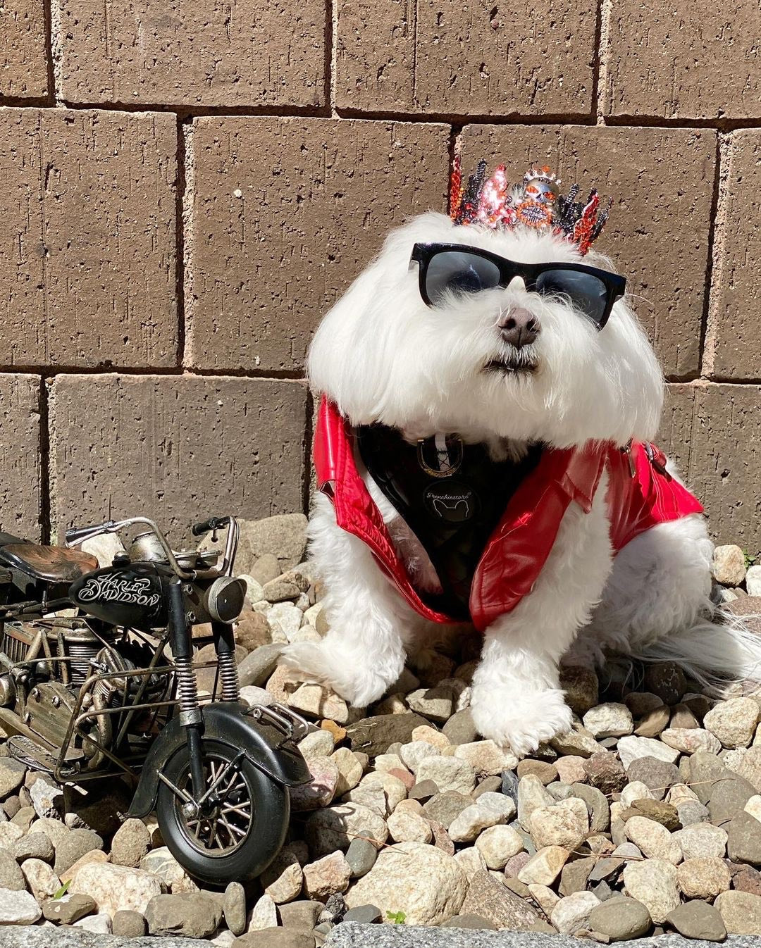 frenchie motorcycle helmet Frenchiestore Neck Adjustable Vegan Leather Health Harness