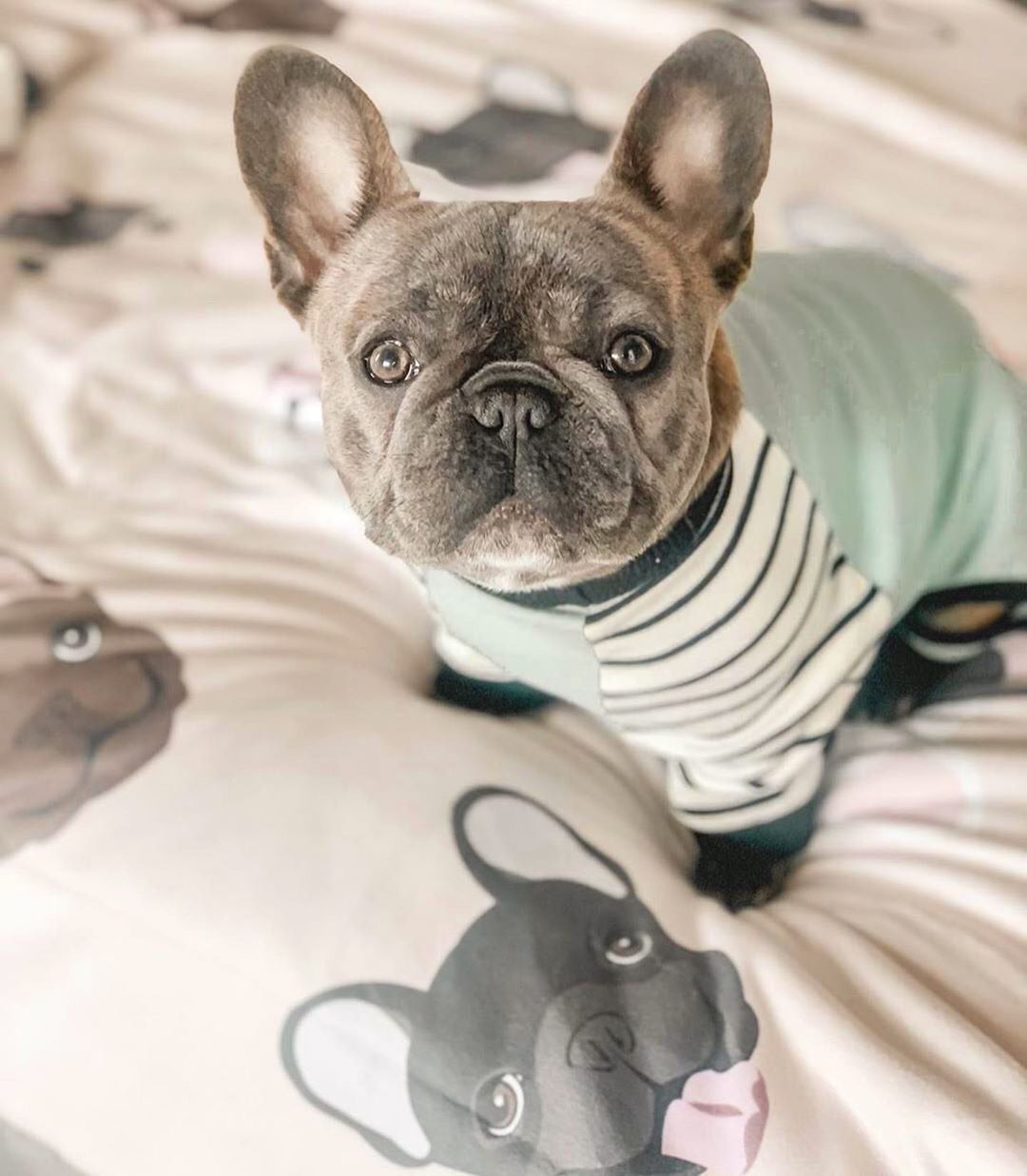 Frenchie Blanket | Frenchiestore | French Bulldog Mix, Frenchie Dog, French Bulldog pet products