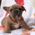 法國毯子| Frenchiestore | 法國鬥牛犬的秋季水彩畫，法國鬥牛犬，法國鬥牛犬寵物用品