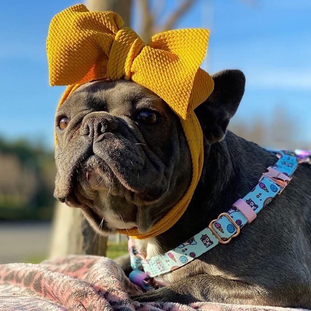 Frenchiestore Pet Head Bow | Mustard, Frenchie Dog, French Bulldog pet products
