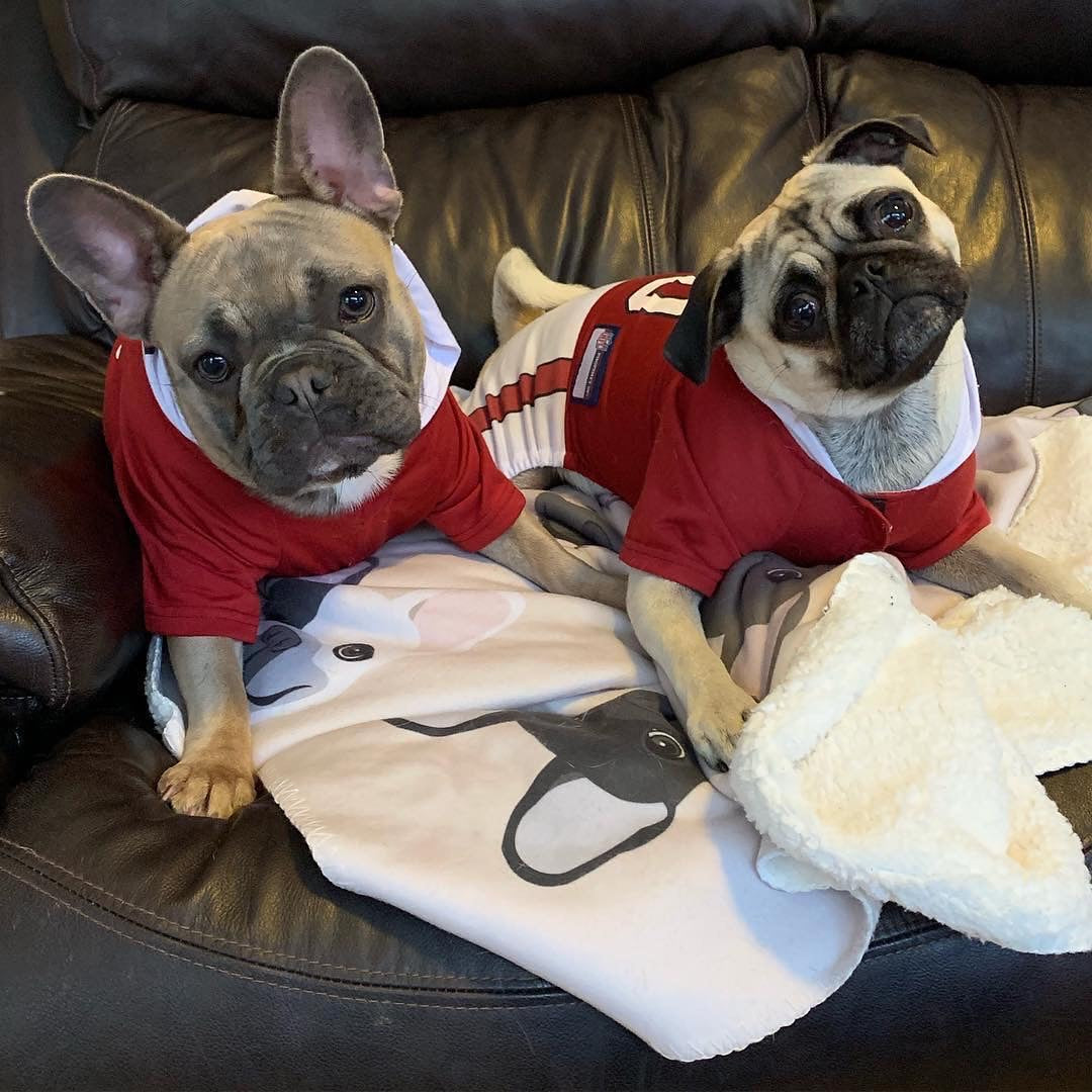 Frenchie Blanket | Frenchiestore | French Bulldog Mix, Frenchie Dog, French Bulldog pet products