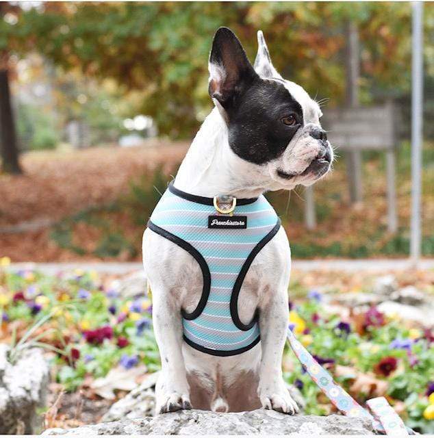 Frenchiestore Reversible Dog Health Harness | Mint StarPup, Frenchie Dog, French Bulldog pet products