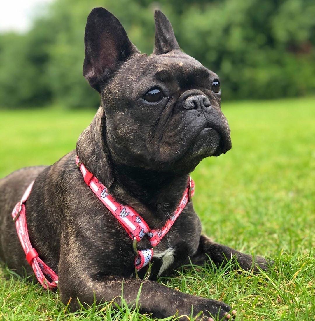 Frenchiestore Adjustable Pet Health Harness | Frenchie love in Pink, Frenchie Dog, French Bulldog pet products