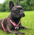 Imbracatura regolabile per animali domestici Frenchiestore | Frenchie love in Pink, Frenchie Dog, prodotti per animali Bulldog francese