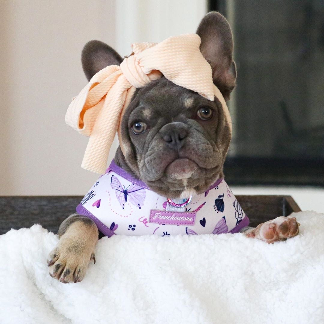 Frenchiestore Pet Head Bow | Beige, Frenchie Dog, French Bulldog pet products