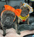 Lazo de cabeza de mascota Frenchiestore | Productos para mascotas agridulce, Frenchie Dog, French Bulldog