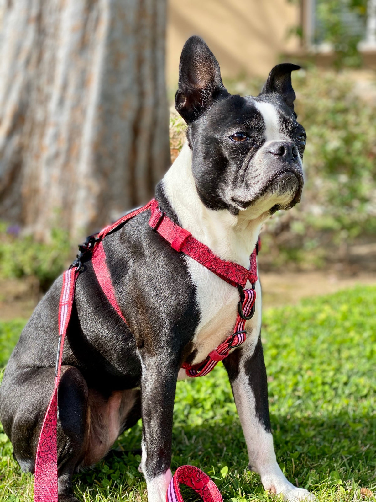 Frenchiestore Adjustable Pet Health Strap Harness | Lips &amp; Roses, Frenchie Dog, French Bulldog pet products