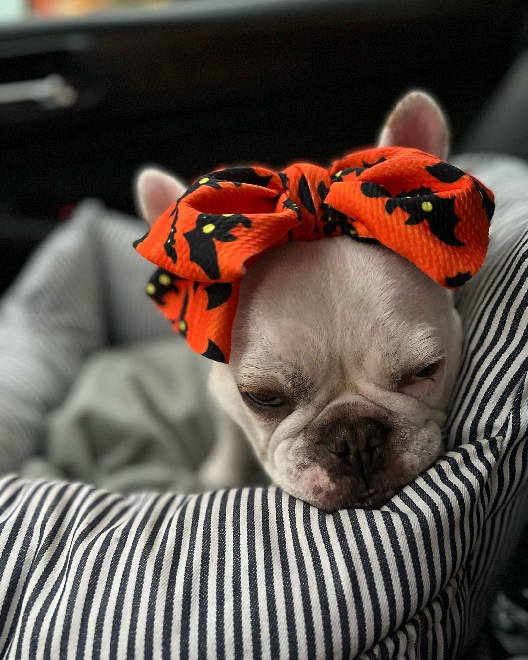 Frenchie scarf best sale