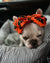 Frenchiestore Pet Head Bow | Prodotti per animali domestici Gotico, Frenchie Dog, Bulldog francese