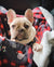 Manta Frenchie | Frenchiestore | Productos para mascotas de Navidad de Bulldog Francés, Perro Frenchie, Bulldog Francés