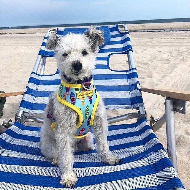 Frenchiestore Reversible Dog Health Harness | California Dreamin&#39;, Frenchie Dog, French Bulldog pet products