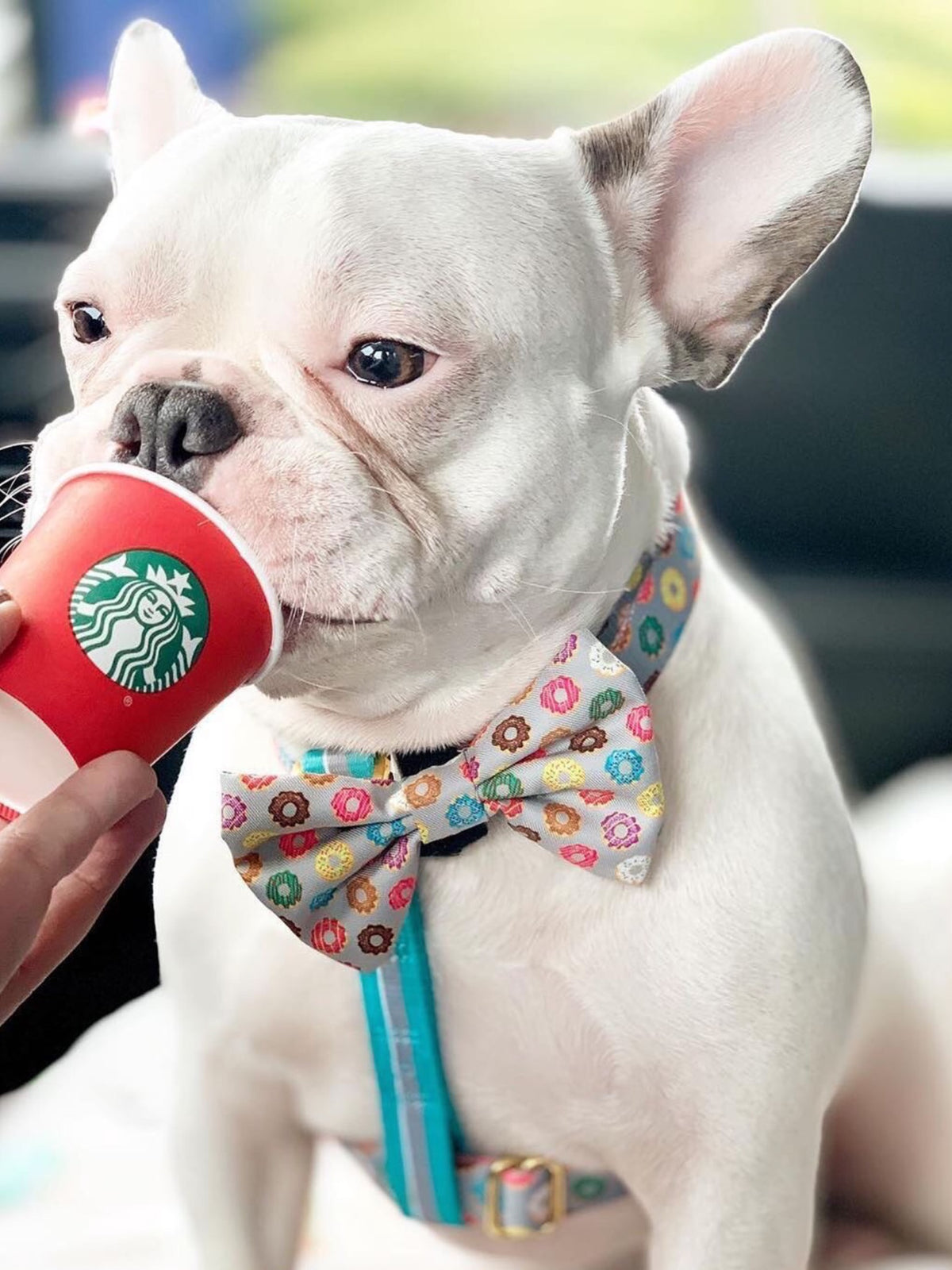 Frenchiestore Adjustable Pet Health Strap Harness | Mint StarPup, Frenchie Dog, French Bulldog pet products