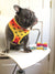 ربطة الحيوانات الأليفة Frenchiestore | California Dreamin '، Frenchie Dog ، منتجات الحيوانات الأليفة الفرنسية من بلدغ