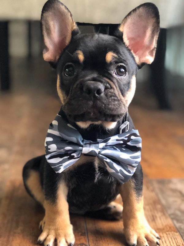 Frenchie shop bow tie