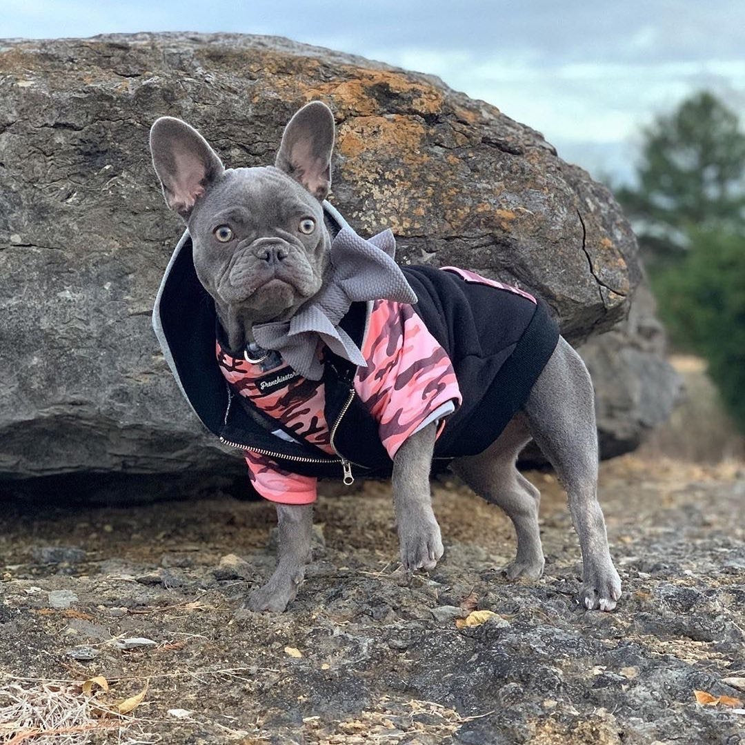 Frenchiestore Pet Head Bow | Silver, Frenchie Dog, French Bulldog pet products