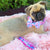 Collar para perro Breakaway Frenchiestore | Productos para mascotas Mermazing, Frenchie Dog, French Bulldog