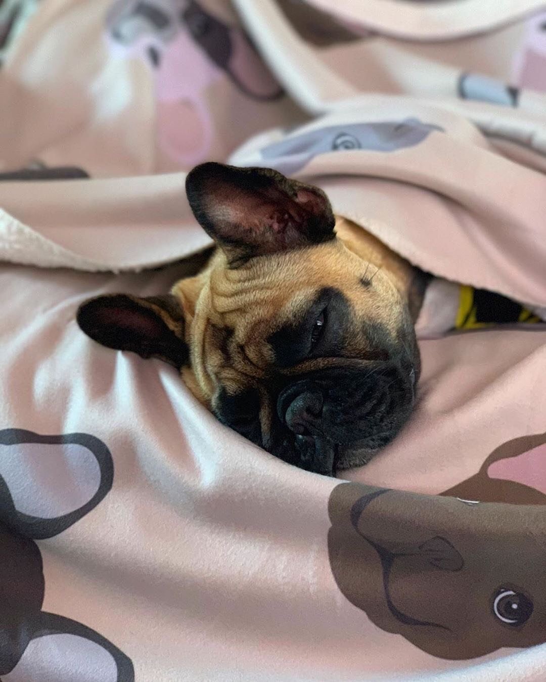 Frenchie Blanket | Frenchiestore | French Bulldog Mix, Frenchie Dog, French Bulldog pet products