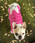 Camisa Frenchie | Frenchiestore | Bulldog francés crema en goma de mascar, perro Frenchie, productos para mascotas Bulldog francés