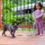 Correa de lujo | Productos para mascotas Pink StarPup, Frenchie Dog, French Bulldog