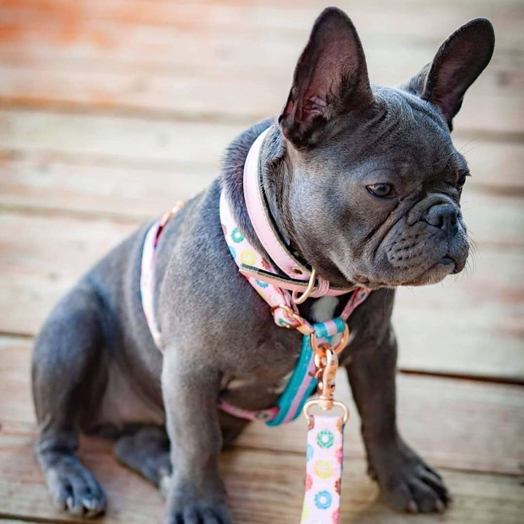 Luxury Leash | Pink StarPup, Frenchie Dog, French Bulldog pet products