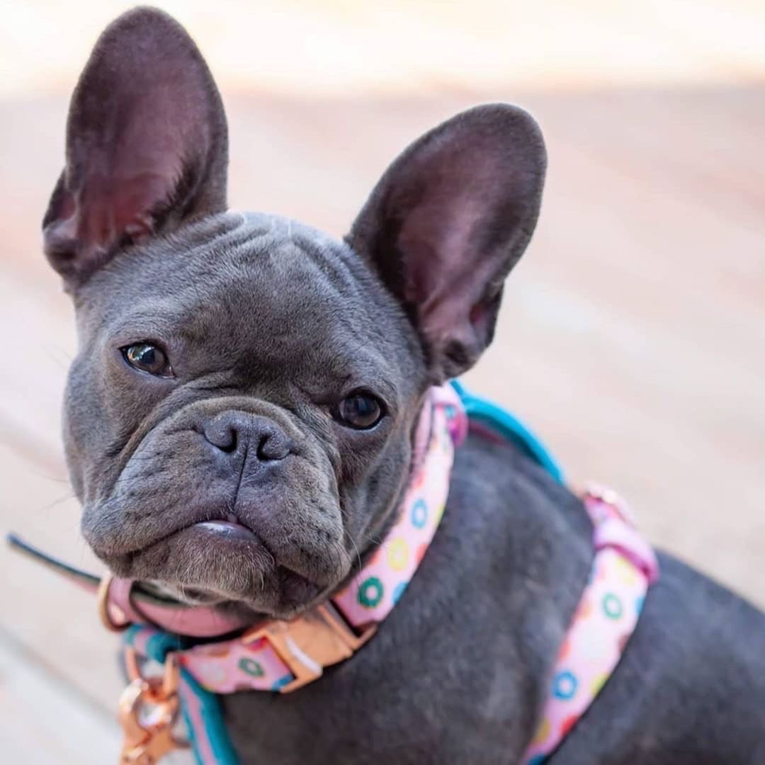 Frenchiestore Adjustable Pet Health Strap Harness | Pink StarPup, Frenchie Dog, French Bulldog pet products