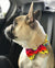 Collar para perro Breakaway Frenchiestore | Productos para mascotas California Dreamin ', Frenchie Dog, French Bulldog
