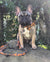 كلب Frenchiestore ربطة عنق | Mustard Ultimate Camo و Frenchie Dog ومنتجات French Bulldog للحيوانات الأليفة