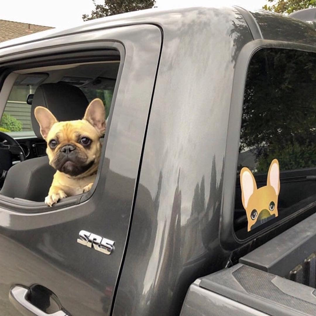 Frenchie Sticker | Frenchiestore | Fawn W/ Mask French Bulldog Car Decal, Frenchie Dog, French Bulldog pet products