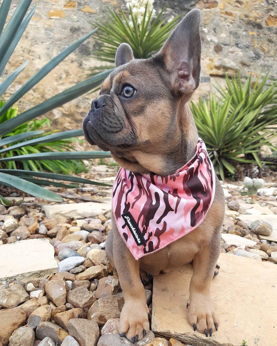 Frenchiestore Dog Cooling Bandana | Pink Ultimate Camo, Frenchie Dog, French Bulldog pet products