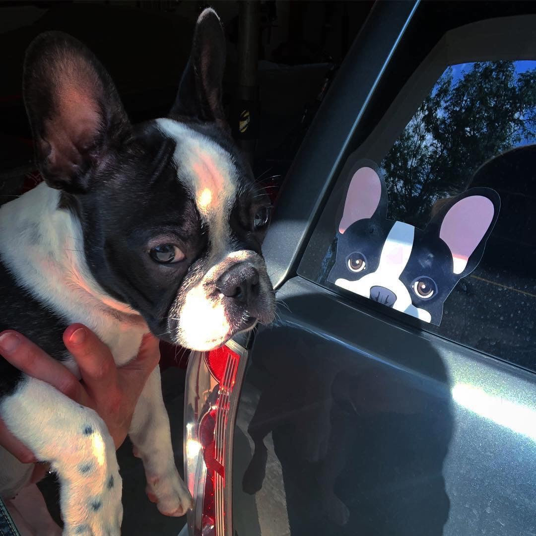 Frenchie Sticker | Frenchiestore | Black Pied French Bulldog Car Decal, Frenchie Dog, French Bulldog pet products